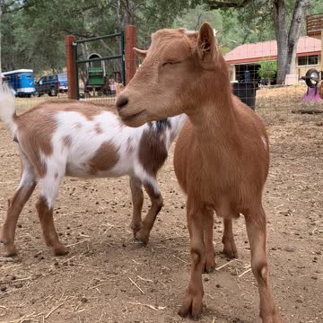 Baby goats have to grow up fast