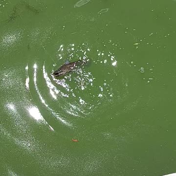 Big bullhead catfish