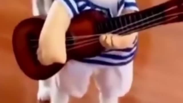 🤣🤣🤣 Funny Cat Play Guitar 🤣🤣🤣