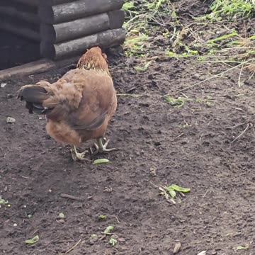 OMC! Brownie isn't doing well, here is to brownie and better times! #brownie #chickens #hens #shorts