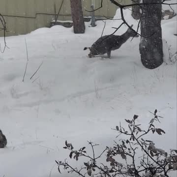 Deer makes yellow snow