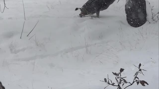 Deer makes yellow snow