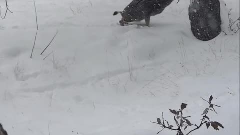 Deer makes yellow snow