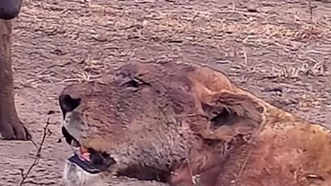 Dying Lioness Surrounded by Hyenas and Vultures