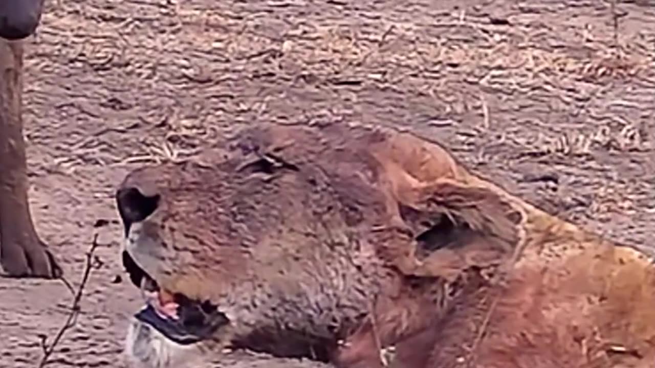 Dying Lioness Surrounded by Hyenas and Vultures