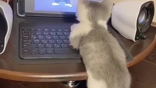 El gato estudiante pasando sus clases virtuales