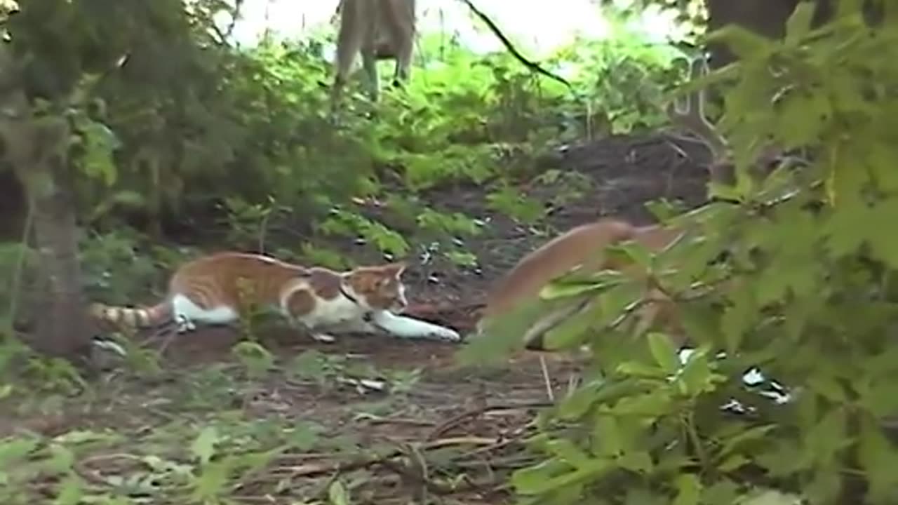 Snuggles the Cat Meets Deer