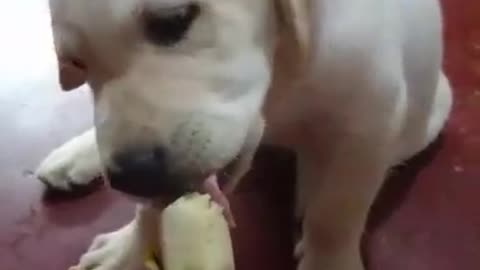 puppy eats banana