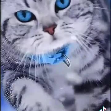 World best beautiful cats walking video