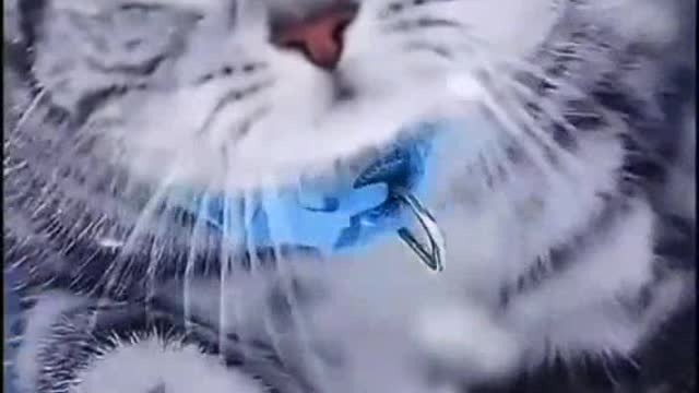 World best beautiful cats walking video