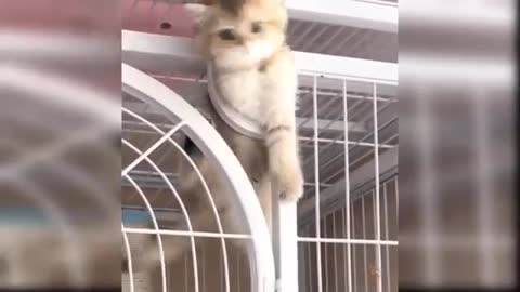 Baby Cats Cute and Funny Cat Videos Compilation #005