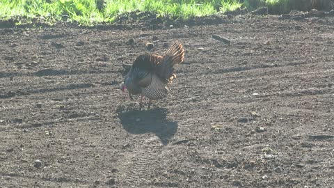 Wild Male Turkey Eating & Puffing Up