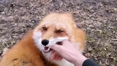 you ever heard a fox laughing Lmao xD