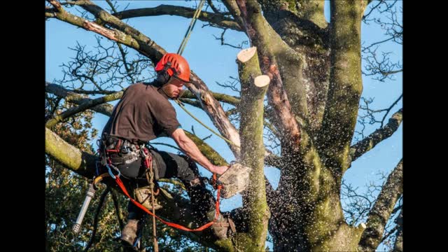 Out On A Limb Tree Service - (513) 848-8243