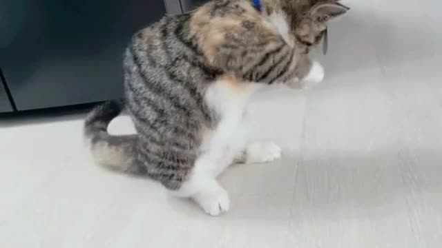 a boxing cat