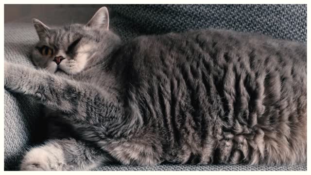 I Tried Everything To Stop My Cat From Peeing On My Bed. Here's What Finally Worked