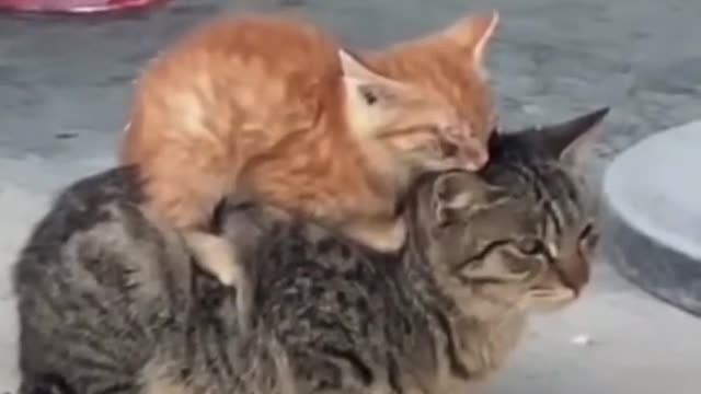 Adorable kitten sleeping on cat mom’s back 😻 (SUBSCRIBE FOR MORE)