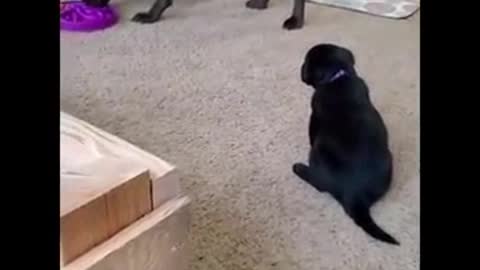 A funny dog escape