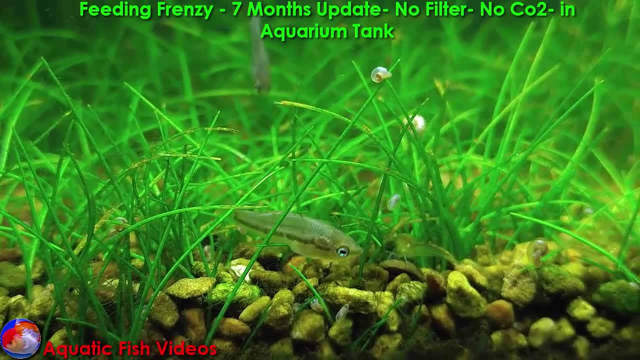 Feeding Frenzy- 7 Months Update - No Filter - No Co2- in Aquarium Tank