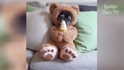 compilation of funny and cute dogs, cats and other animals