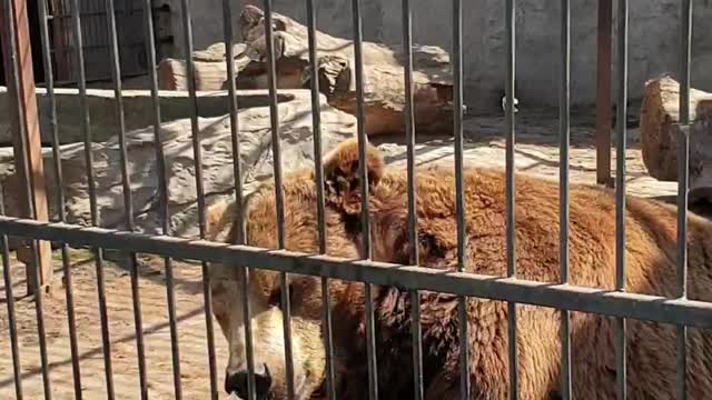 Wild animal rehabilitation center Ukraine