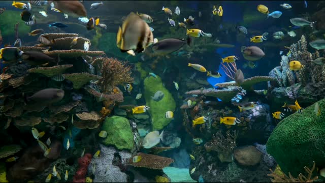 The Best Aquarium for Relaxation II K Relaxing Oceanscapes Sleep Meditation UH.