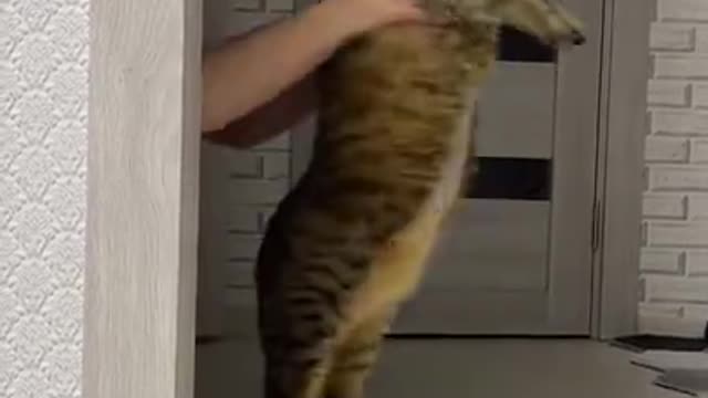 funny animals cats