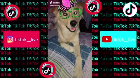 Cute And Funny Pets / Try Not To Laugh To These Pets Compilation