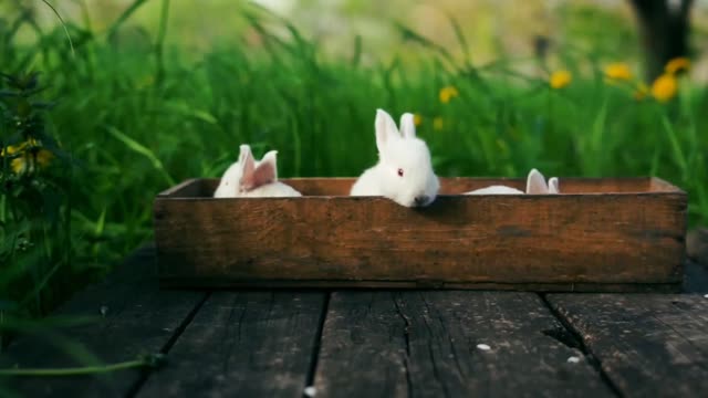 Beautiful white rabbits |cute rabbit