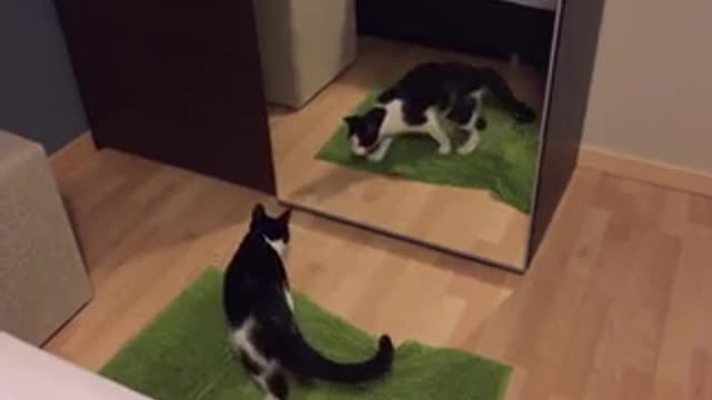 Must see with how this cat fight😂