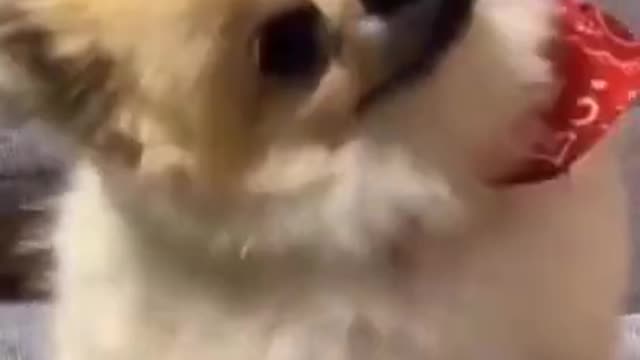 Crazy cute little puppy dancing