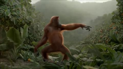 Monkey Dance