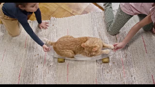 cute cats playing with kids