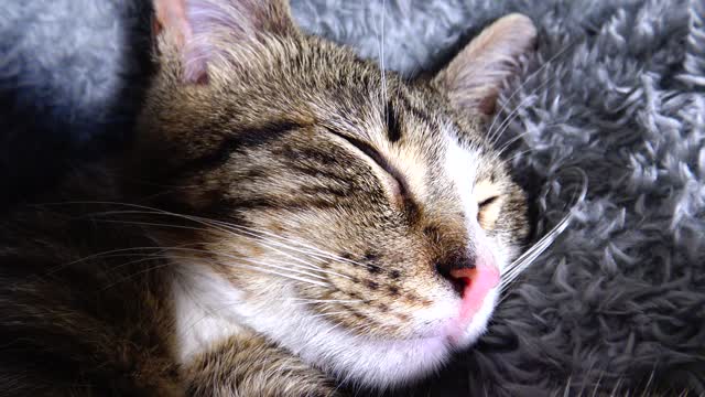 Kitten and His Red Little Nose