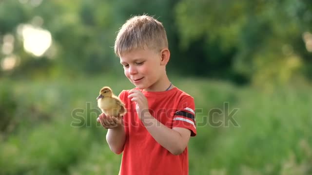 A Little Boy With Small Baby Duck