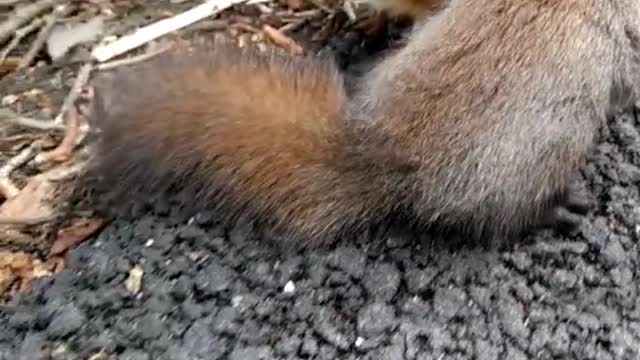 Friendly Squirrels