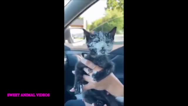 cute cat video reaction/ cutest animal make you laugh all day