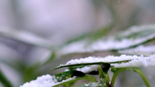 4k video Green trees and Snow