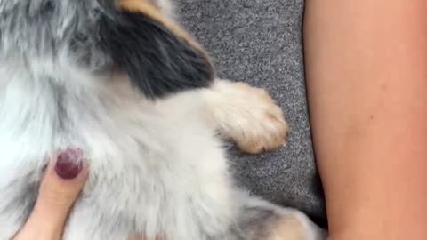 Puppy Makes Girl Cry With Happiness