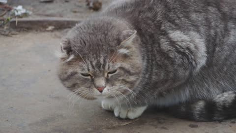 A big fat cat sitting on the street in winter