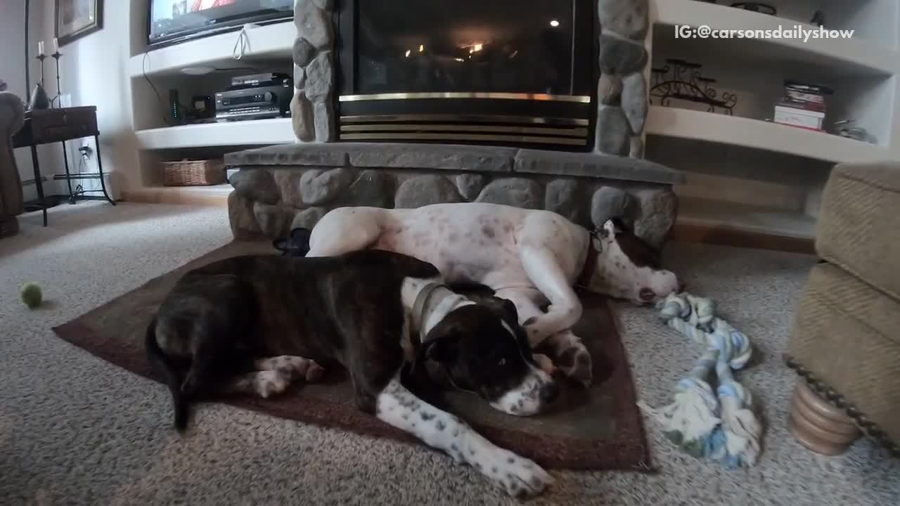 Black and white dogs laying down near fireplace resting