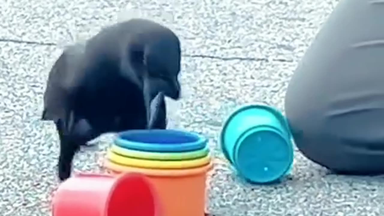 A kind man saved a wise crow #shorts #shortvideo #video #virals #videoviral