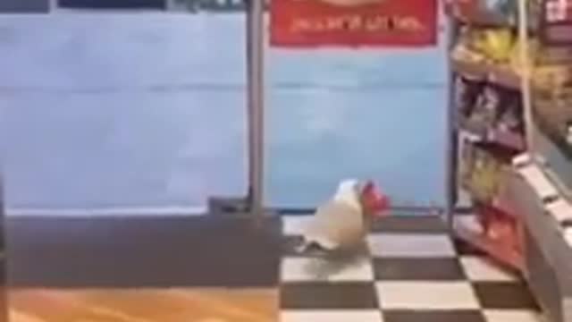 The famous funny seagull laughing video