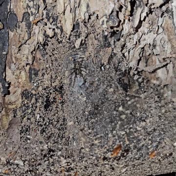 Susann the hoarder #mockumentary #nature #wildlife