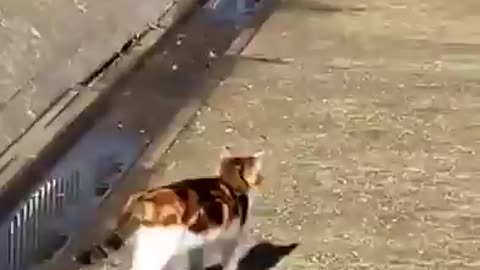 funny cats