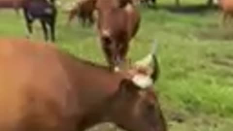 60- Young Corriente pair/ heavy bred.