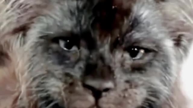 I think this cat should be sent to the pet store for a trim