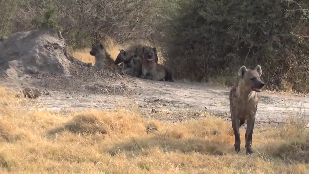 LIONS VS HYENAS - Clash of Enemies