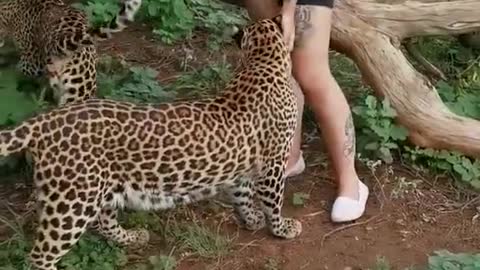 Beautiful animal