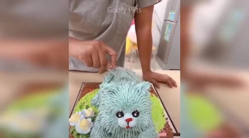 Cat reaction on cake